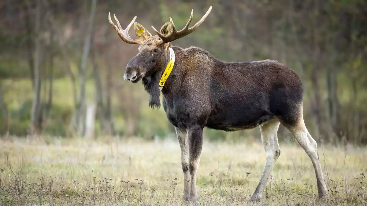 Nicht nur die Wissenschaftler trauern um ihn - auch für Menschen im Naturpark ist sein Tod ein Verlust. (Archivbild) - Bild: Ingolf König-Jablonski/dpa-Zentralbild/ZB