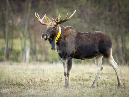 Nicht nur die Wissenschaftler trauern um ihn - auch für Menschen im Naturpark ist sein Tod ein Verlust. (Archivbild) - Foto: Ingolf König-Jablonski/dpa-Zentralbild/ZB