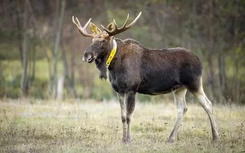 Nicht nur die Wissenschaftler trauern um ihn - auch für Menschen im Naturpark ist sein Tod ein Verlust. (Archivbild) - Foto: Ingolf König-Jablonski/dpa-Zentralbild/ZB