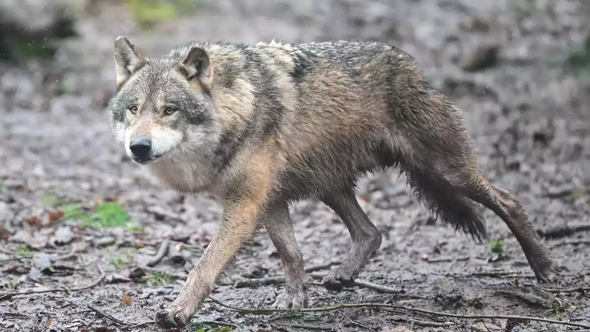 Es gibt wieder Wolfsnachwuchs in Baden-Württemberg. (Archivbild) - Bild: Bernd Weißbrod/dpa