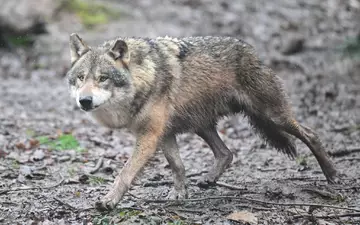 Es gibt wieder Wolfsnachwuchs in Baden-Württemberg. (Archivbild) - Foto: Bernd Weißbrod/dpa