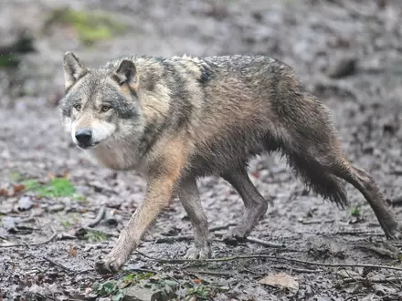 Es gibt wieder Wolfsnachwuchs in Baden-Württemberg. (Archivbild) - Foto: Bernd Weißbrod/dpa