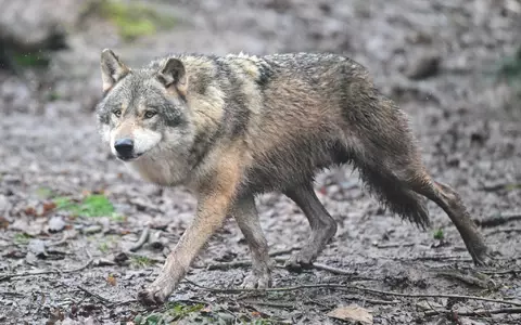 Es gibt wieder Wolfsnachwuchs in Baden-Württemberg. (Archivbild) - Foto: Bernd Weißbrod/dpa