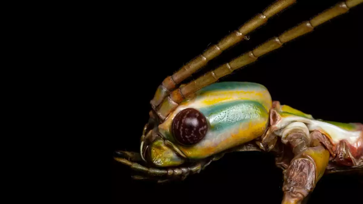 Die Tiere können Pflanzenteile wie Äste oder Blätter nachahmen, um sich zu tarnen. (Handout) - Bild: Braxton Jones/University of Sydney/dpa