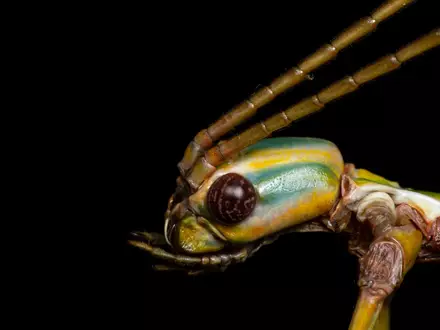 Die Tiere können Pflanzenteile wie Äste oder Blätter nachahmen, um sich zu tarnen. (Handout) - Foto: Braxton Jones/University of Sydney/dpa