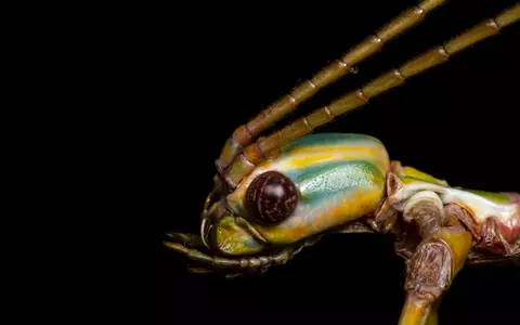 Die Tiere können Pflanzenteile wie Äste oder Blätter nachahmen, um sich zu tarnen. (Handout) - Foto: Braxton Jones/University of Sydney/dpa