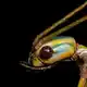 Die Tiere können Pflanzenteile wie Äste oder Blätter nachahmen, um sich zu tarnen. (Handout) - Bild: Braxton Jones/University of Sydney/dpa