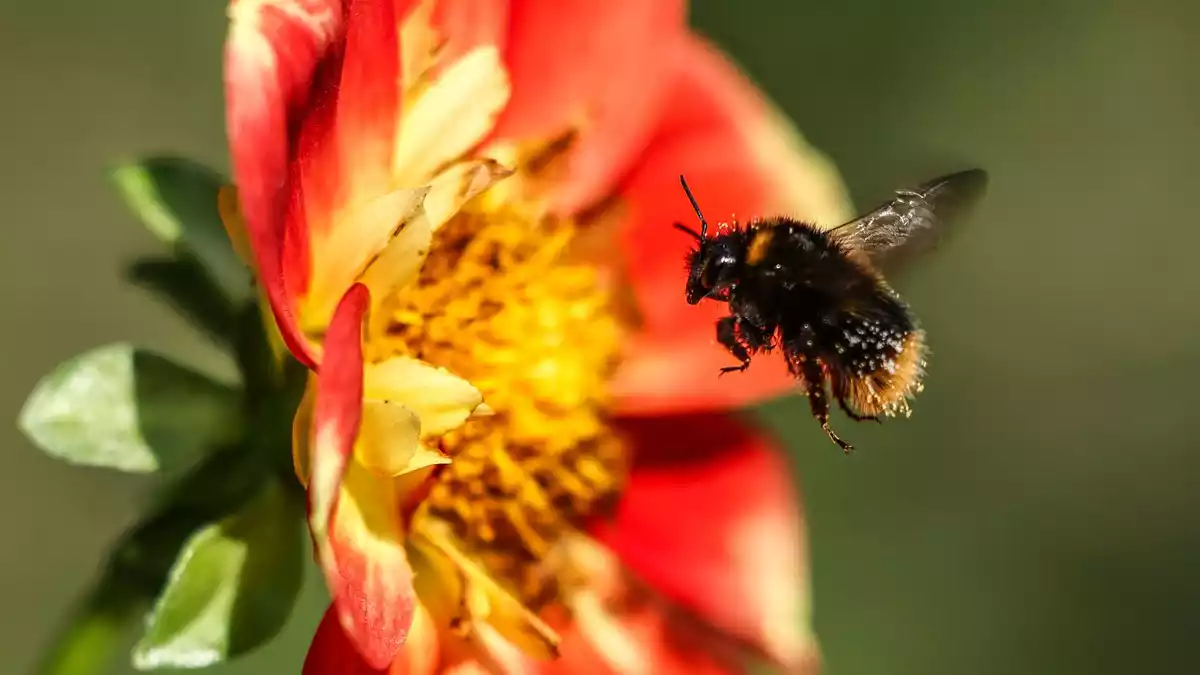 Hummeln sind wichtige Bestäuber und tragen damit zur biologischen Vielfalt bei. (Symbolbild) - Bild: Oliver Berg/dpa
