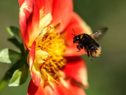 Hummeln sind wichtige Bestäuber und tragen damit zur biologischen Vielfalt bei. (Symbolbild) - Foto: Oliver Berg/dpa