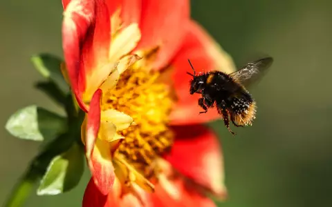 Hummeln sind wichtige Bestäuber und tragen damit zur biologischen Vielfalt bei. (Symbolbild) - Foto: Oliver Berg/dpa