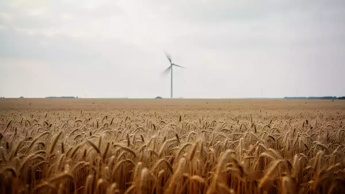 EEG-Novelle: Verbände fordern Streichung des Pachtdeckels für Windflächen