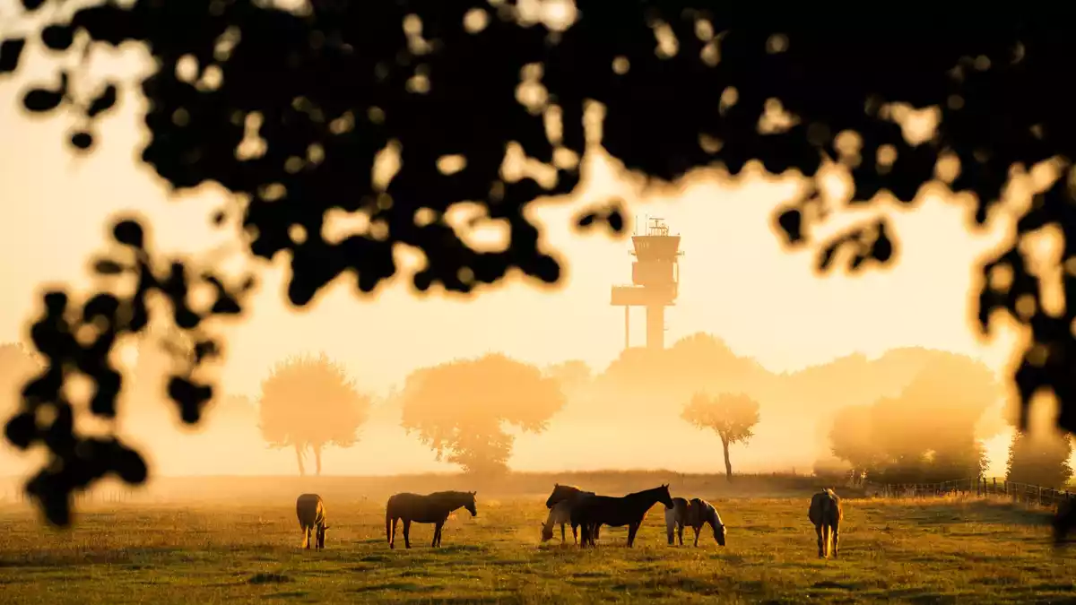 Nachdem sich die morgendliche Kühle verzogen hat, wird es wieder Sommer.  - Bild: Julian Stratenschulte/dpa