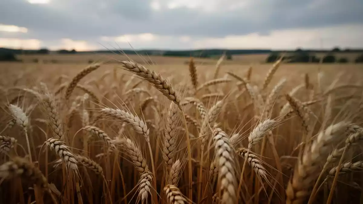 Universität Bern entschlüsselt Wirkung des Fusarium-Gifts NT-2 auf Zellen
