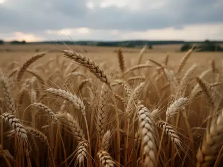 Nahaufnahme von reifen Weizenähren auf einem Feld unter einem bewölkten Himmel. - Foto: über boerse-global.de