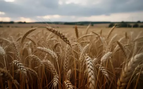 Nahaufnahme von reifen Weizenähren auf einem Feld unter einem bewölkten Himmel. - Foto: über boerse-global.de