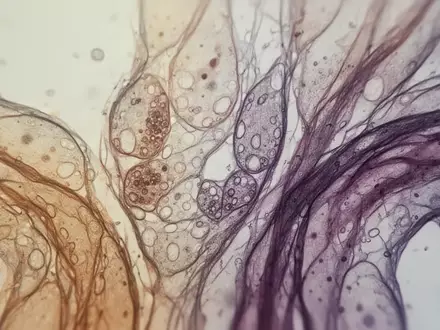 Mikroskopische Aufnahme von biologischem Zellgewebe und organischen Strukturen in einem Forschungslabor. - Foto: über boerse-global.de