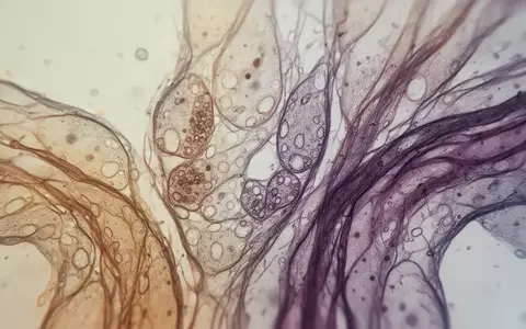 Mikroskopische Aufnahme von biologischem Zellgewebe und organischen Strukturen in einem Forschungslabor. - Foto: über boerse-global.de