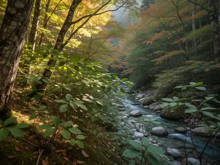 Dichte, bewaldete Berglandschaft mit wilden Kuromoji-Sträuchern und einem klaren Gebirgsbach in der Präfektur Fukui. - Foto: über boerse-global.de