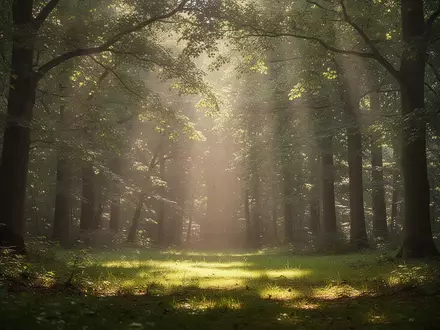 Eine lichtdurchflutete Waldlichtung, die eine ruhige und entspannende Atmosphäre vermittelt. - Foto: über boerse-global.de