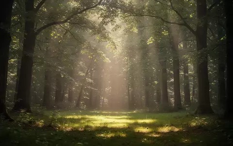 Eine lichtdurchflutete Waldlichtung, die eine ruhige und entspannende Atmosphäre vermittelt. - Foto: über boerse-global.de