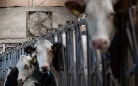 Aus Sicht des Milchindustrie-Verbands sprechen mehrere Faktoren für steigende Preise. (Archivbild) - Foto: Marijan Murat/dpa