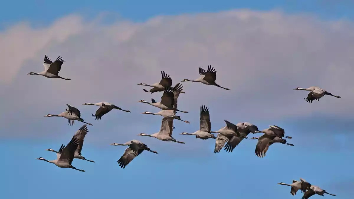 Jetzt ziehen die Kraniche etwa aus Skandinavien wieder in Wellen gen Süden. In Deutschland sammeln sie sich an zentralen Rastplätzen.  - Bild: Patrick Pleul/dpa