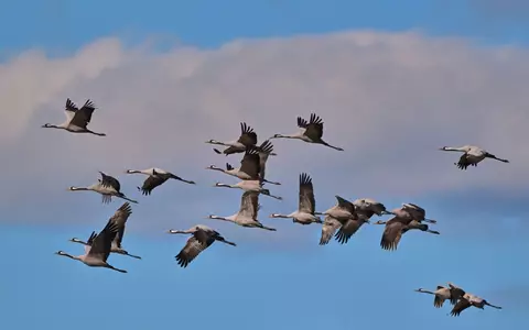 Jetzt ziehen die Kraniche etwa aus Skandinavien wieder in Wellen gen Süden. In Deutschland sammeln sie sich an zentralen Rastplätzen.  - Foto: Patrick Pleul/dpa