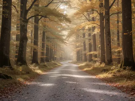 Ein einsamer, von Bäumen gesäumter Waldweg in sanftem Morgenlicht, der zu Bewegung und körperlicher Aktivität einlädt. - Foto: über boerse-global.de