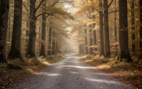 Ein einsamer, von Bäumen gesäumter Waldweg in sanftem Morgenlicht, der zu Bewegung und körperlicher Aktivität einlädt. - Foto: über boerse-global.de