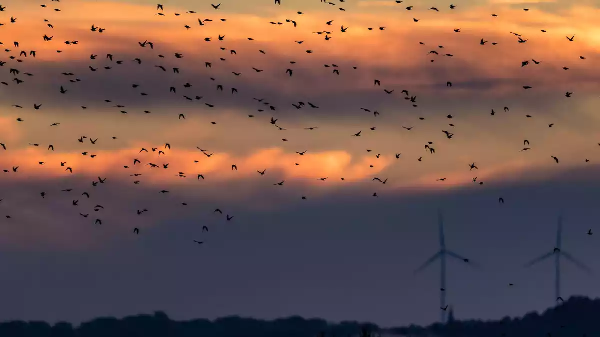 Die Zugvögel sammeln sich derzeit auf abgeernteten Felder in Brandenburg für ihren Weiterflug in Richtung Süden zu den Überwinterungsgebieten.  - Bild: Frank Hammerschmidt/dpa