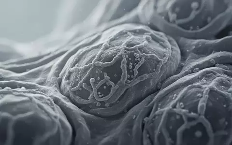 Mikroskopische Aufnahme von biologischem Gewebe mit komplexen zellulären Strukturen in einem Laborumfeld. - Foto: über boerse-global.de