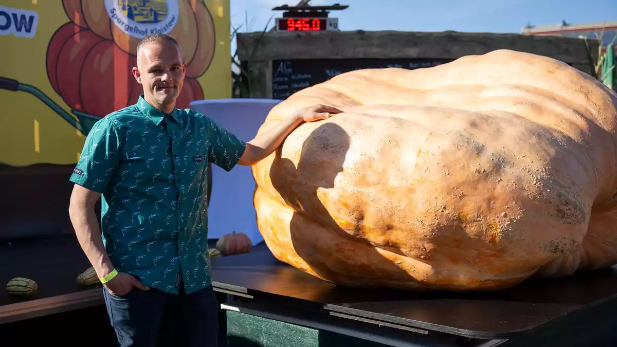 Der schwerste Kürbis bei der Kürbiswiegemeisterschaft in Klaistow von Oliver Grafe ist rund 942 Kilogramm schwer. - Bild: Christophe Gateau/dpa