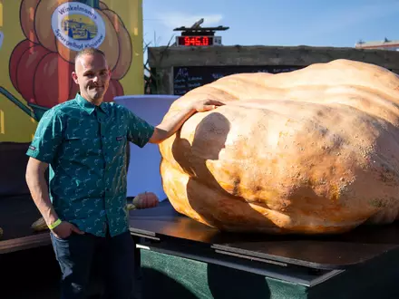 Der schwerste Kürbis bei der Kürbiswiegemeisterschaft in Klaistow von Oliver Grafe ist rund 942 Kilogramm schwer. - Foto: Christophe Gateau/dpa