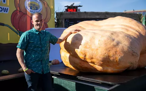 Der schwerste Kürbis bei der Kürbiswiegemeisterschaft in Klaistow von Oliver Grafe ist rund 942 Kilogramm schwer. - Foto: Christophe Gateau/dpa