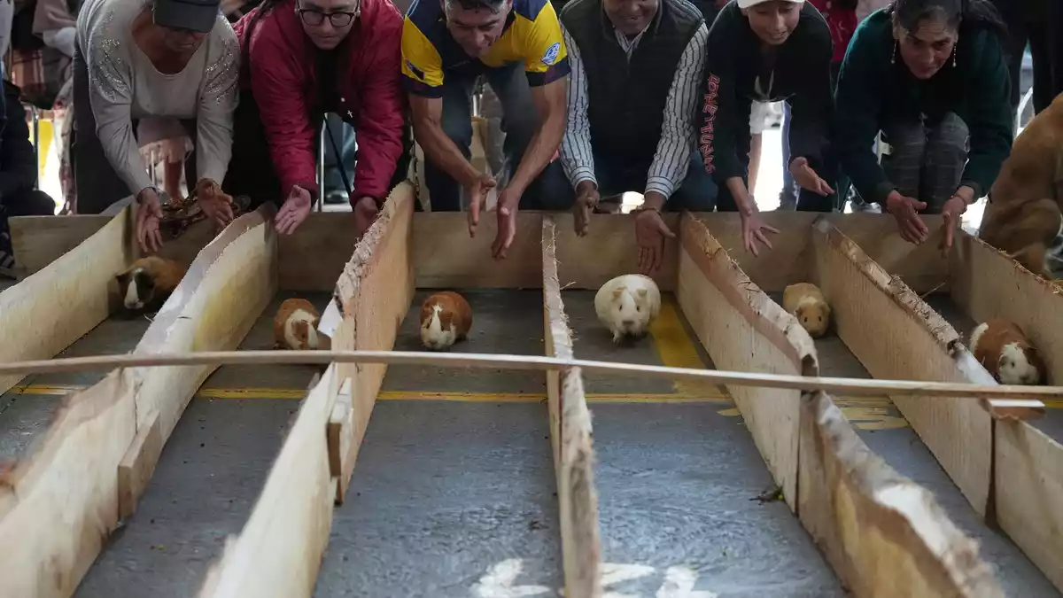 Meerschweinchenrennen gehören in mehreren Regionen Ecuadors zu den Volksbräuchen. - Bild: Dolores Ochoa/AP/dpa