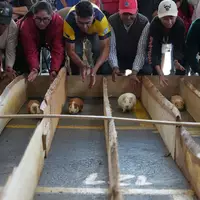 Meerschweinchenrennen gehören in mehreren Regionen Ecuadors zu den Volksbräuchen. - Foto: Dolores Ochoa/AP/dpa
