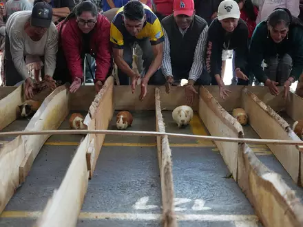 Meerschweinchenrennen gehören in mehreren Regionen Ecuadors zu den Volksbräuchen. - Foto: Dolores Ochoa/AP/dpa