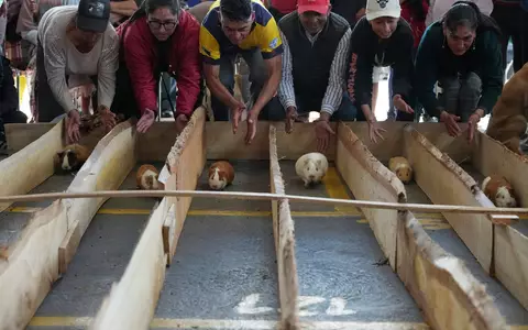 Meerschweinchenrennen gehören in mehreren Regionen Ecuadors zu den Volksbräuchen. - Foto: Dolores Ochoa/AP/dpa