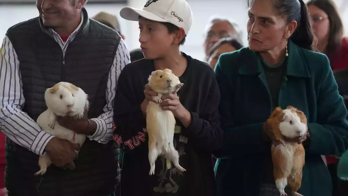 Die unruhigsten Meerschweinchen sollen auch die schnellsten sein.  - Bild: Dolores Ochoa/AP/dpa
