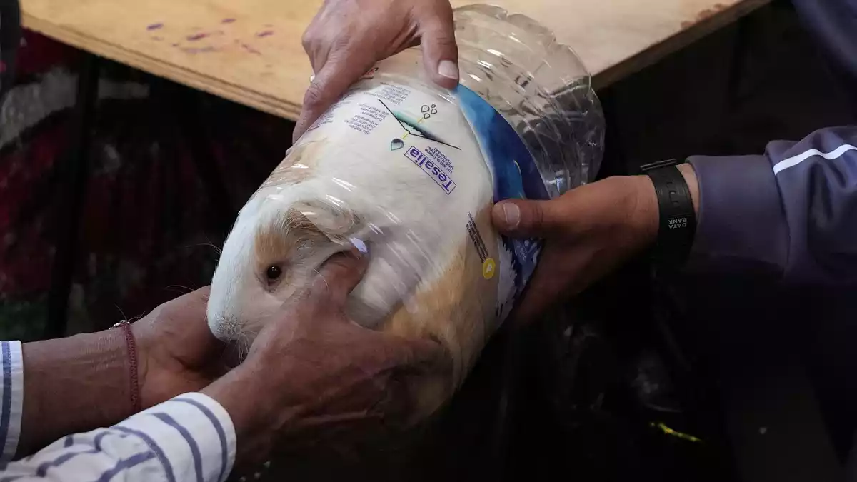 «Luchito» wurde bei den Feierlichkeiten in Salcedo zum schwersten Meerschweinchen gekürt. - Bild: Dolores Ochoa/AP/dpa