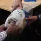 «Luchito» wurde bei den Feierlichkeiten in Salcedo zum schwersten Meerschweinchen gekürt. - Bild: Dolores Ochoa/AP/dpa