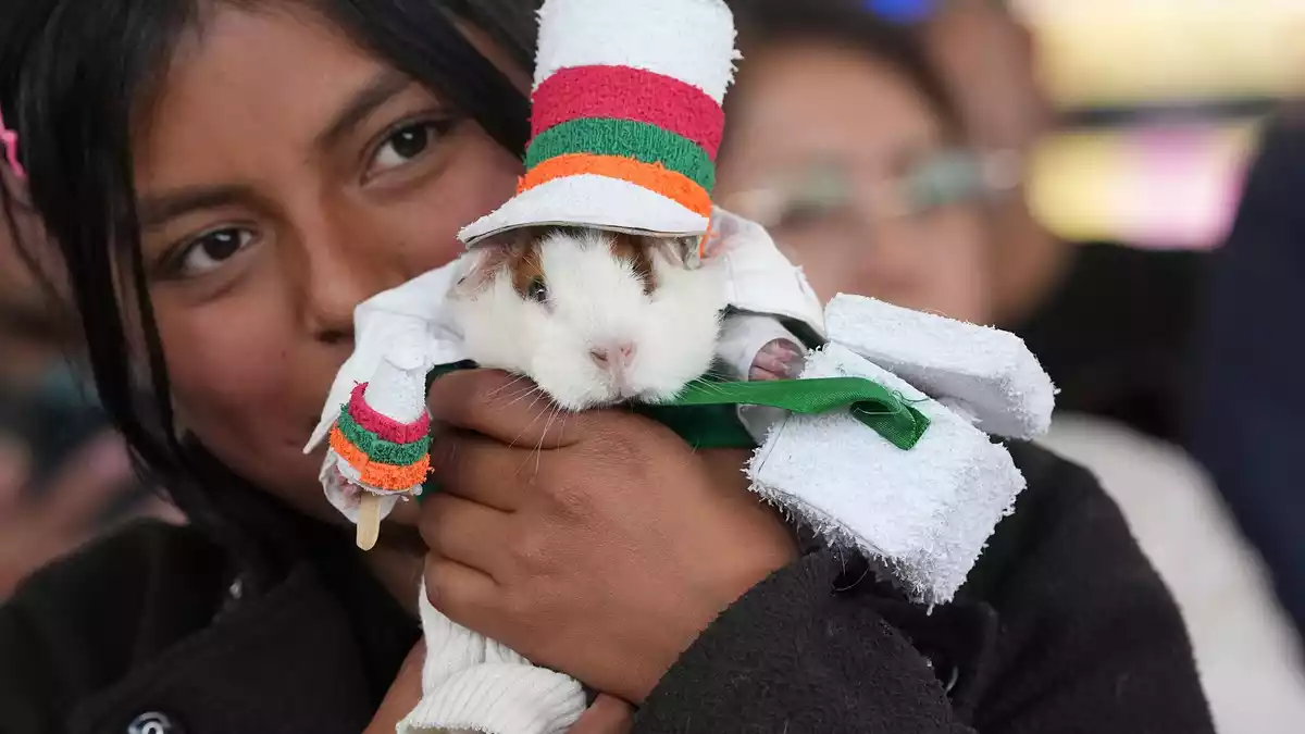 Ein als Eisverkäufer verkleidetes Meerschweinchen gewann den Kostümwettbewerb.  - Bild: Dolores Ochoa/AP/dpa