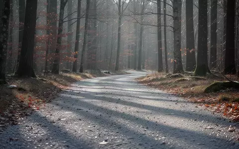 Ein ruhiger Waldpfad im diffusen Licht, der den Übergang von Lebensphasen symbolisiert. - Foto: über boerse-global.de