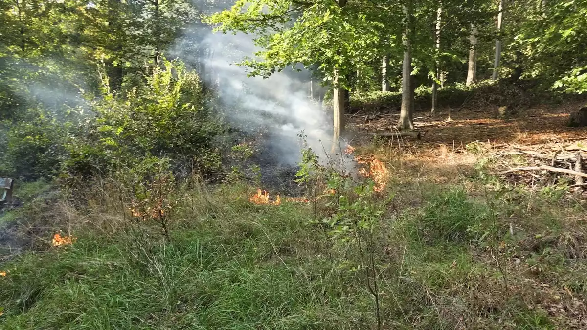 FW Lage: Flächenbrand im Lagenser Stadtwald - Bild: presseportal.de