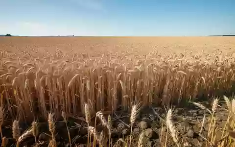 Weitläufiges, sonnendurchflutetes Getreidefeld in der Schweiz als Symbol für die heimische landwirtschaftliche Produktion. - Foto: über boerse-global.de
