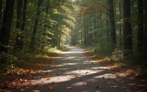 Ein von herbstlichem Laub bedeckter Waldweg, der zu Bewegung und sportlicher Betätigung im Freien einlädt. - Foto: über boerse-global.de