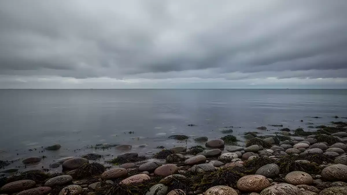 Kieler Förde: Fischsterben zeigt Folgen von Sauerstoffmangel