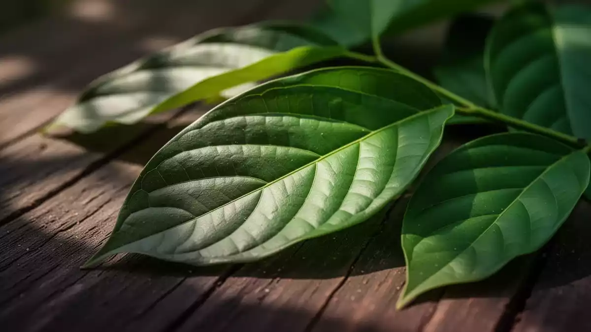 Kratom-Tee und Herzstillstand: Österreichischer Fallbericht dokumentiert Risiko