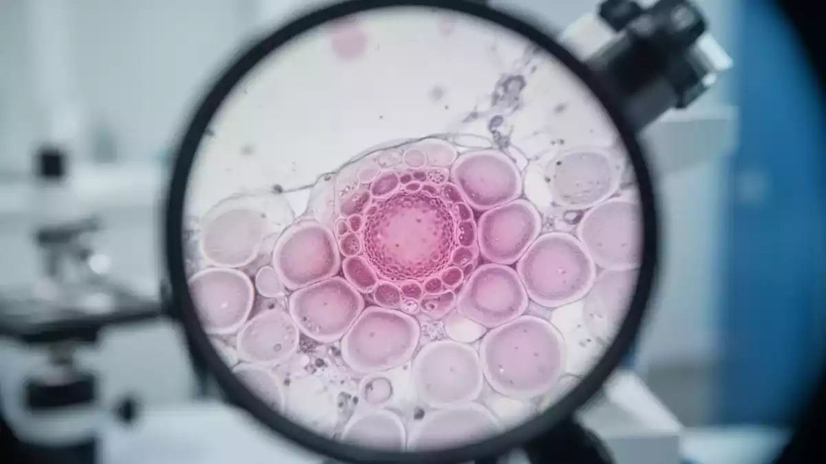Antibiotikaresistenzen: Neue Forschungsansätze stärken die körpereigene Abwehr