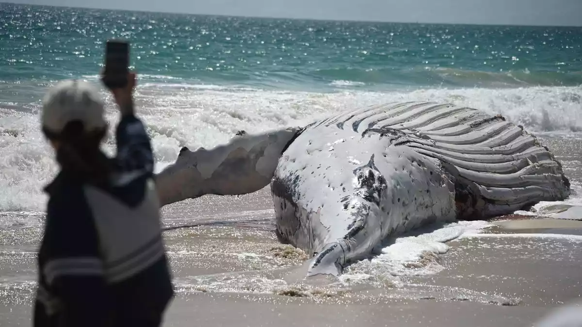 Der City Beach in Perth bleibt vorläufig für Badegäste geschlossen. - Bild: Aaron Bunch/AAP/dpa